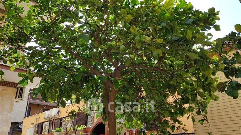 Trilocale in Via Cossignano — foto 6 di 15