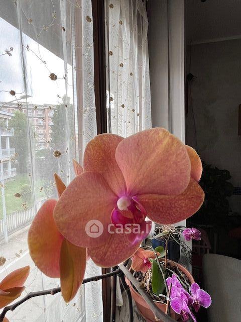 Quadrilocale in Via Isolabella — foto 20 di 30