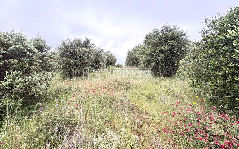 Villa, Civitavecchia — foto 5 di 5
