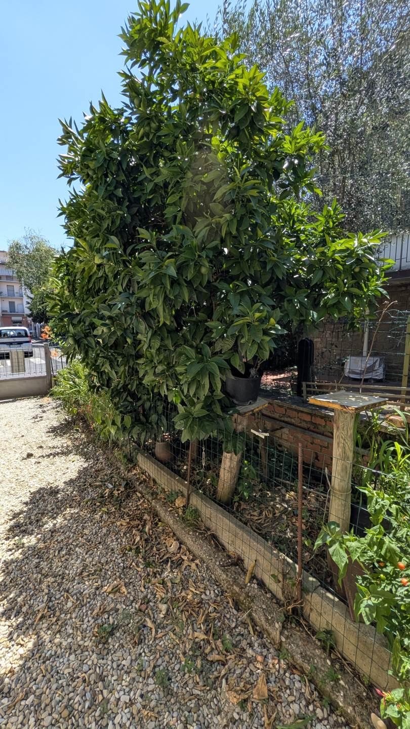 Casa indipendente, Scandicci